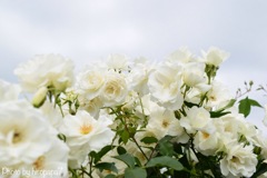 White Rose