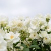 White Rose