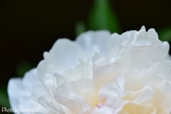 純白の花びら