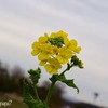 菜の花一輪