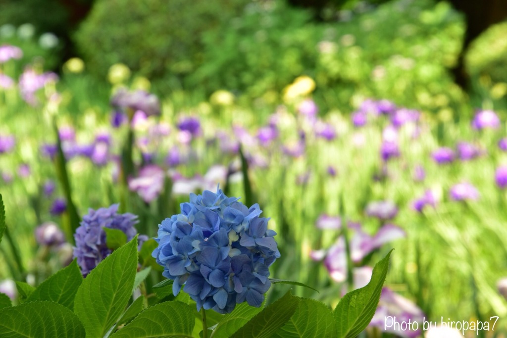 菖蒲園の紫陽花
