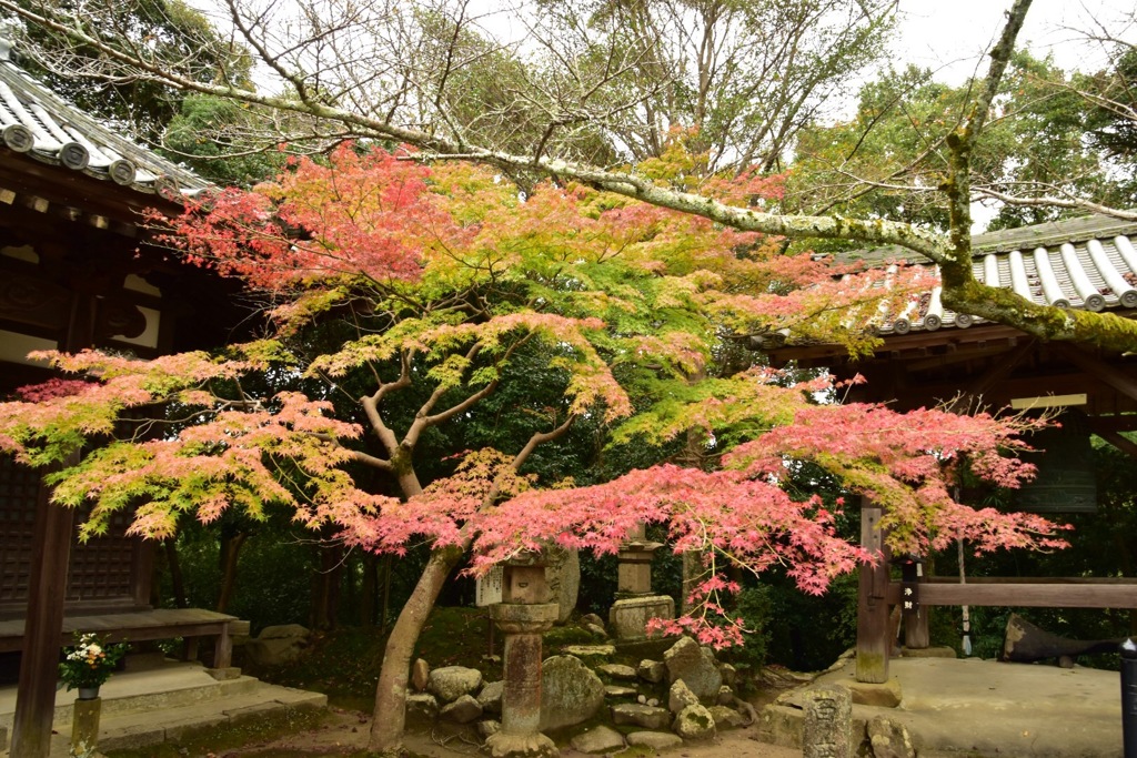 秋の色付き出し②