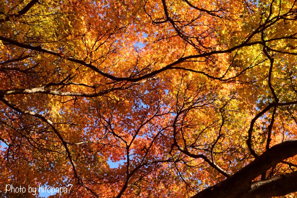 紅葉の屋根