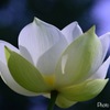 幸福の一輪