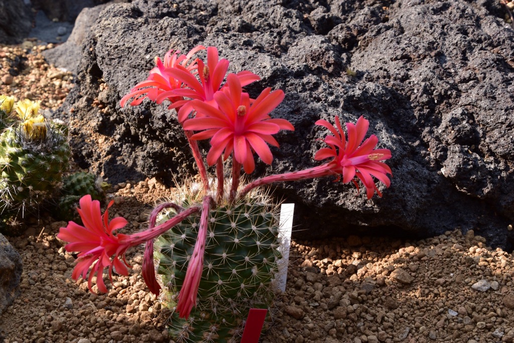 サボテンの花②