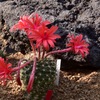 サボテンの花②