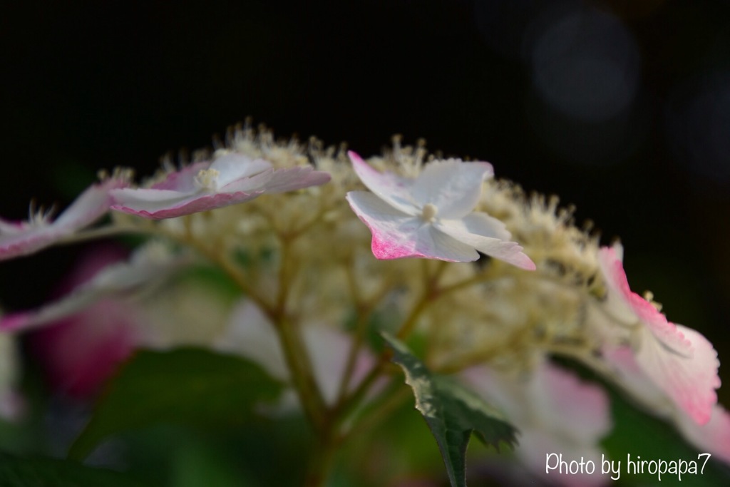 横から見る紫陽花