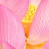 花托をのぞかせて