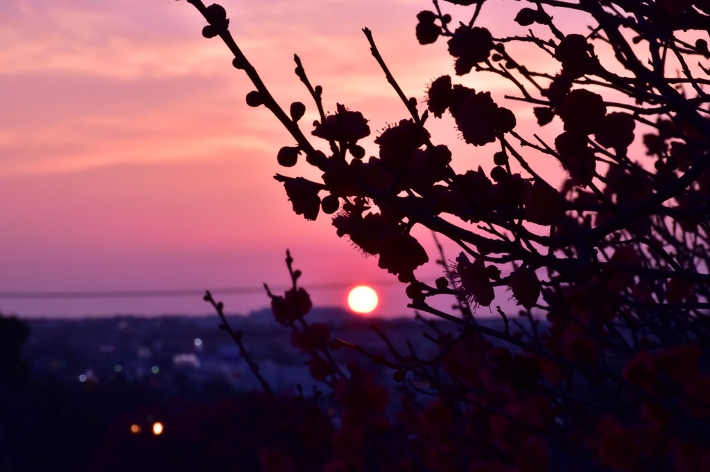 紅梅と夕焼け