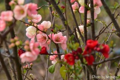 Pink flowers