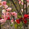 Pink flowers