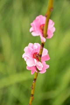 背面から