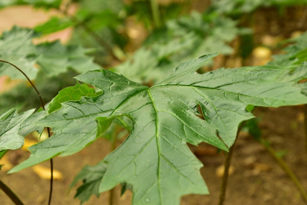 Green②
