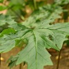 Green②
