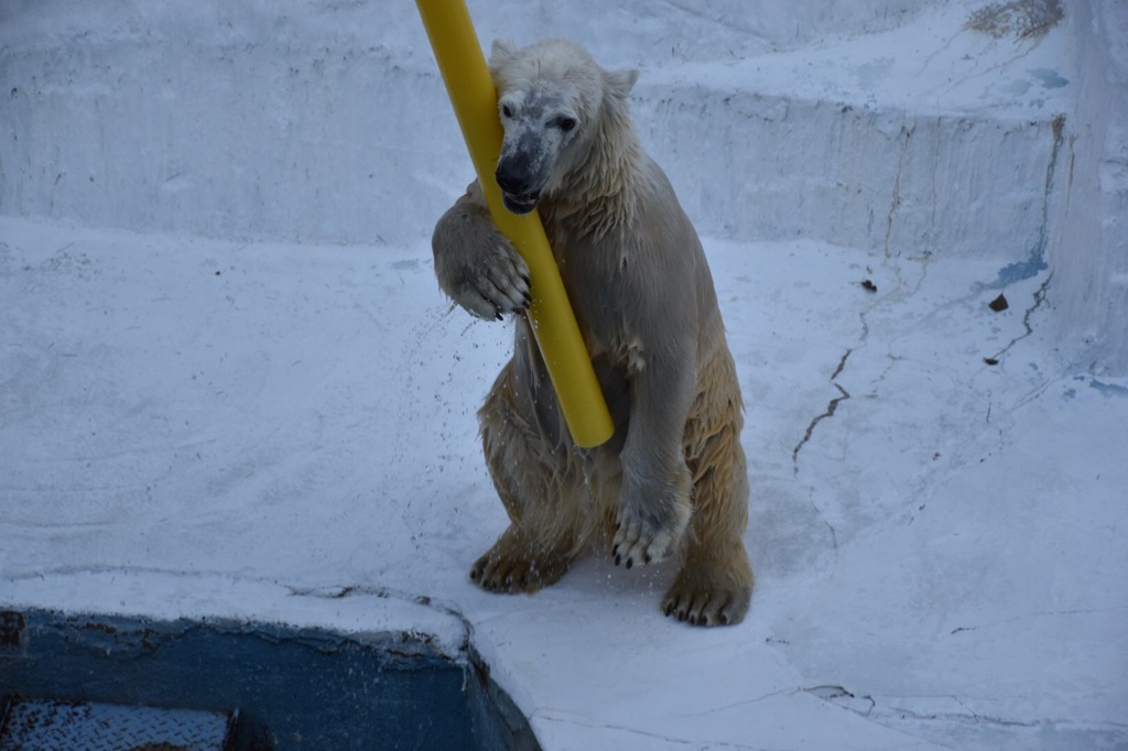 ホッキョクグマのイチャン