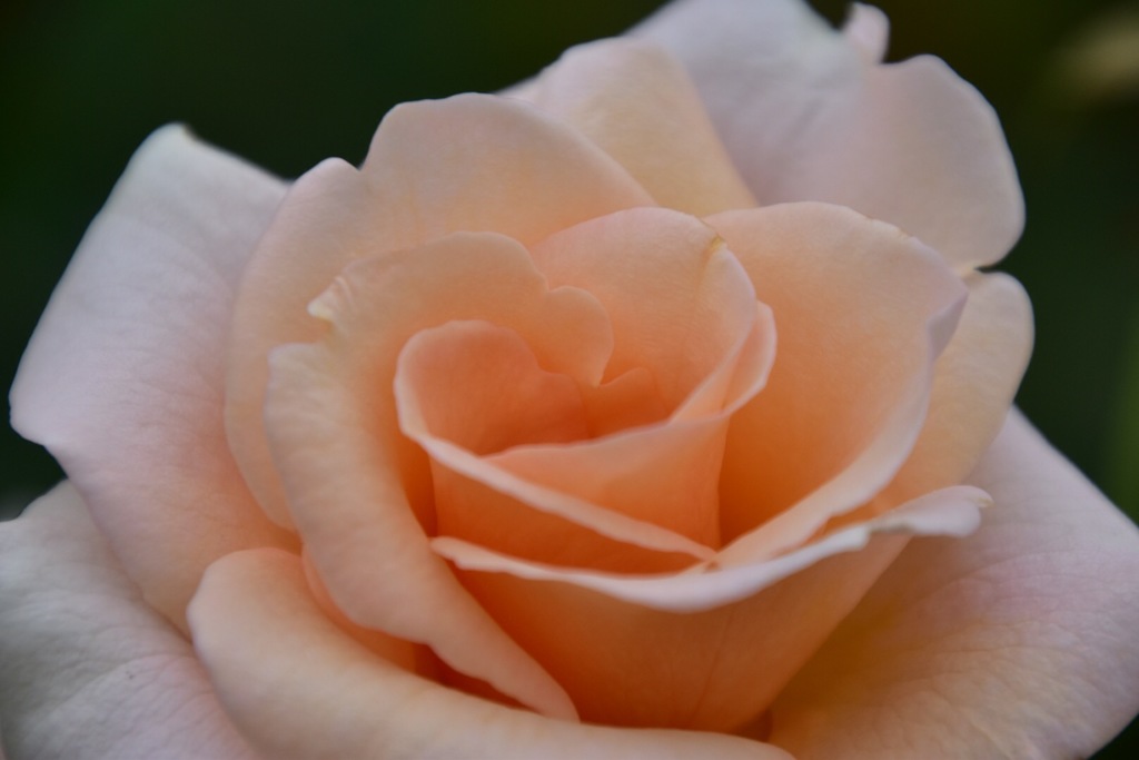 Beautiful roses No2