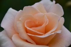 Beautiful roses No2