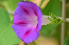 beautiful flower③