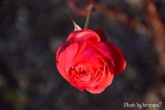 Red rose