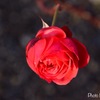 Red rose