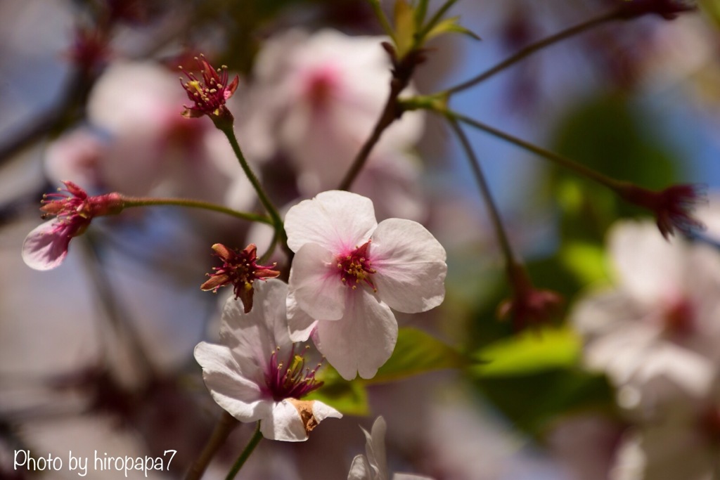 残り桜