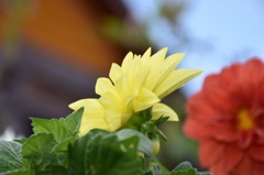 flower-2