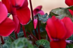 Flower③