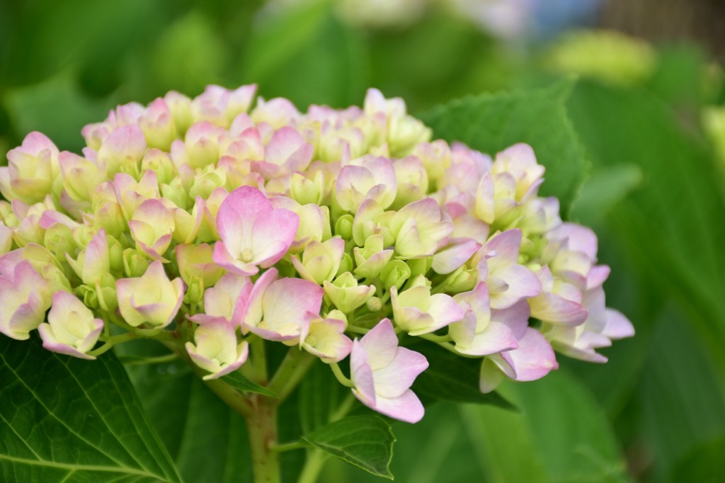 紫陽花④