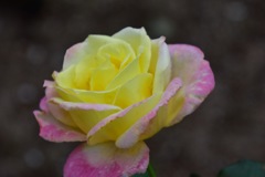 Beautiful roses No3