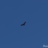 大空を優雅に舞う