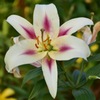 Lily garden ③