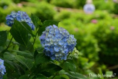 紫陽花の季節