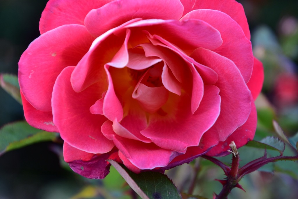 Rose④