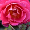 Rose④