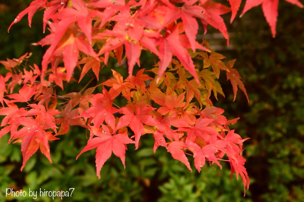 紅く