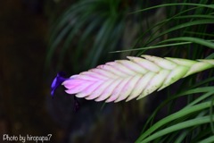 beautiful flower①