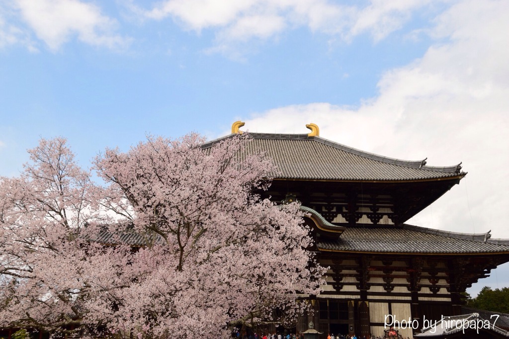 大仏殿と桜