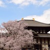 大仏殿と桜