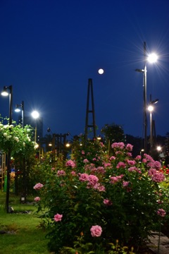 Hamadera Park Rose Garden②
