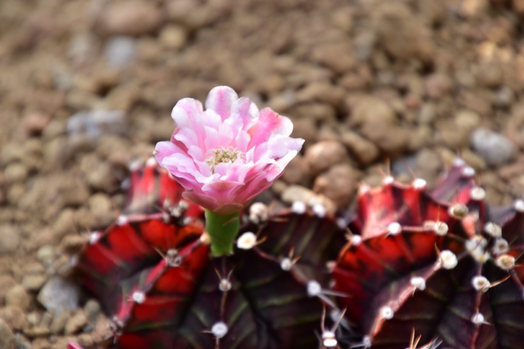 サボテンの花①