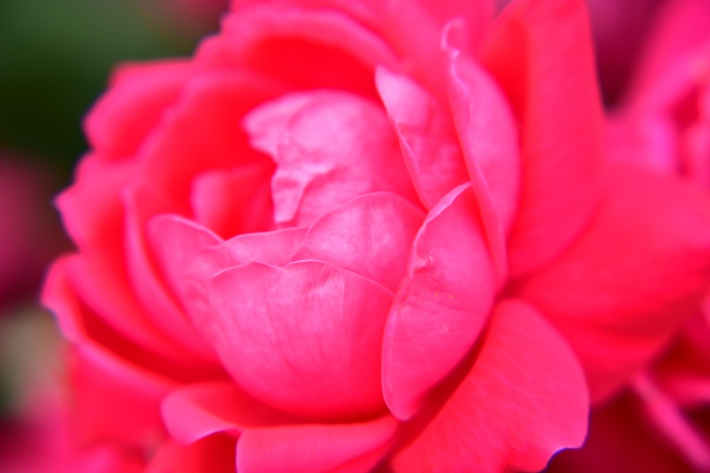 Rose Red