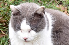 野良猫