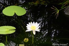 清楚に