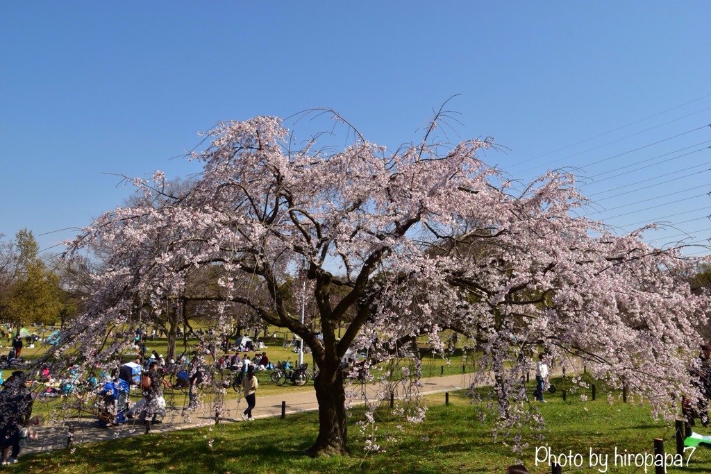 桜咲く