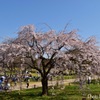 桜咲く