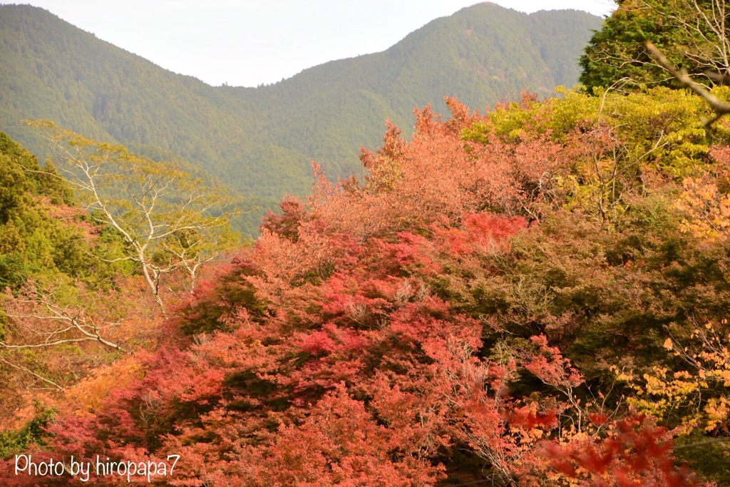 紅葉始まる