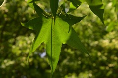 Green leaf