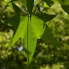 Green leaf