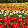 咲いた♪咲いた♪
