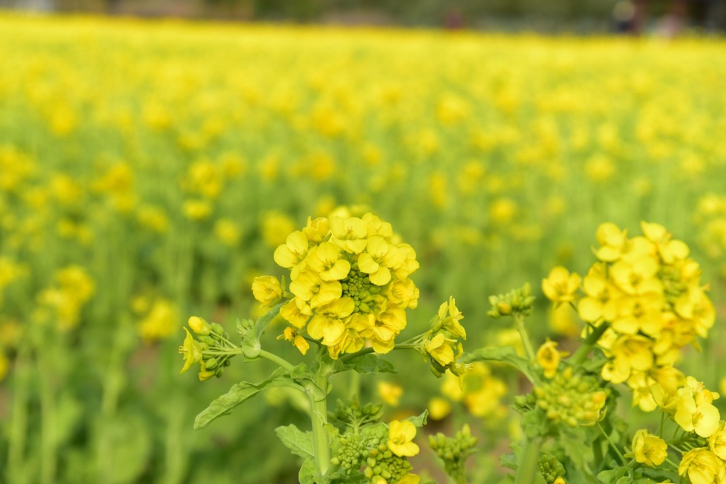 菜の花